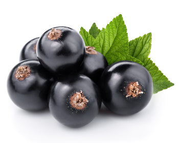 Black Currant