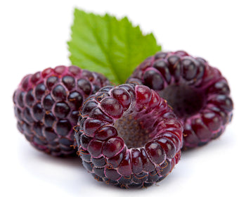 Black Raspberry