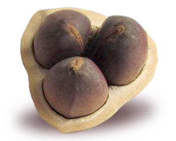 Cacay