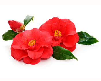 Camellia Tsubaki