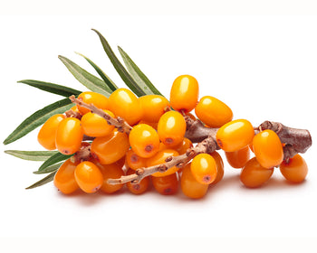 Sea Buckthorn