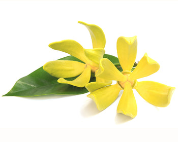 Ylang Ylang